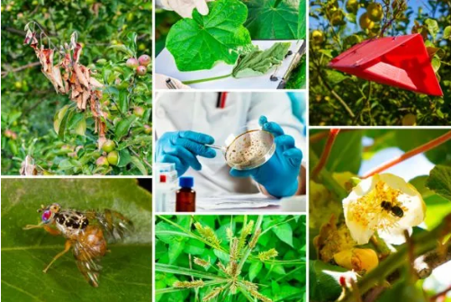2.ª edição da Especialização Avançada em Fitossanidade Agrícola 2.ª edição da Especialização Avançada em Fitossanidade Agrícola