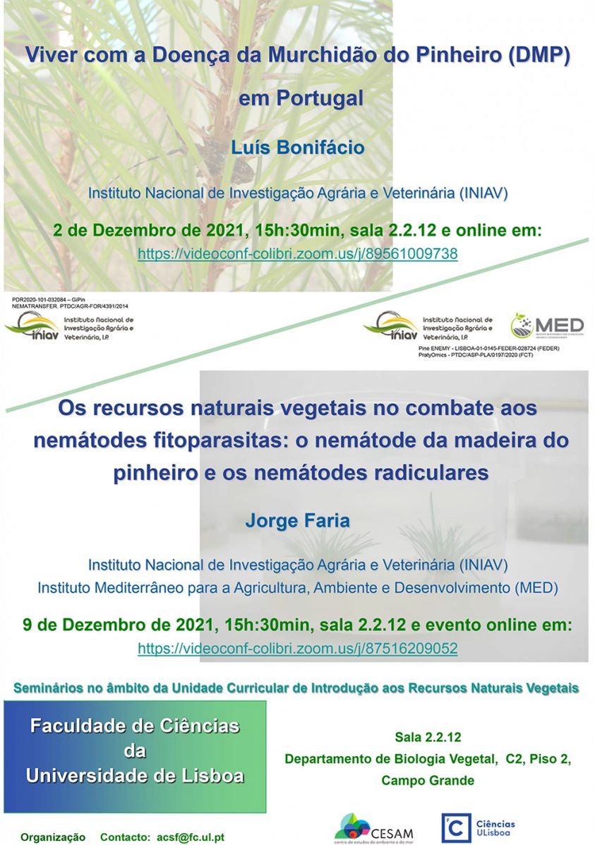 pinheiro dia 02 e 09 12 2021