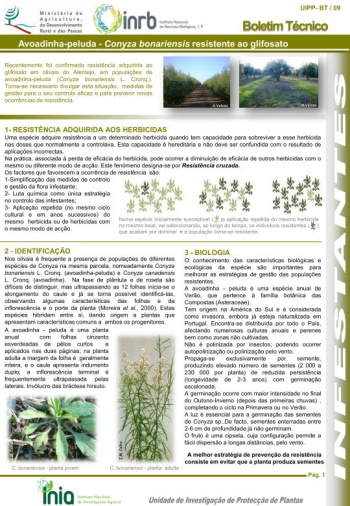 Avoadinha peluda - Conyza bonariensis resistente ao glifosato