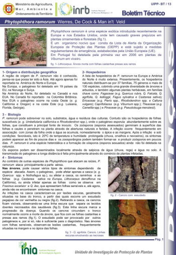 Phytophthora ramorum Werres, De Cock & Man in't Veld