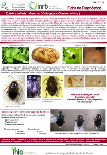 Epitrix similaris Gentner (Coleoptera, Chrysomelidae) - batateira