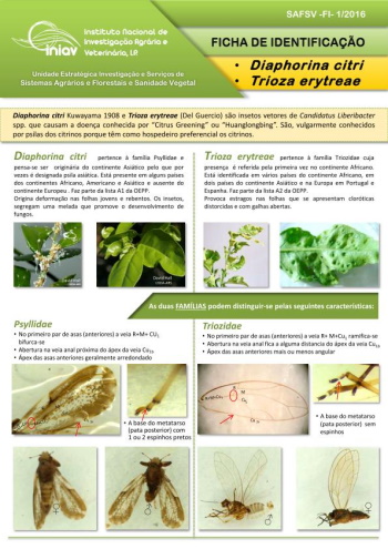Diaphorina citri Kuwayama e Trioza erytreae (Del Guercio)