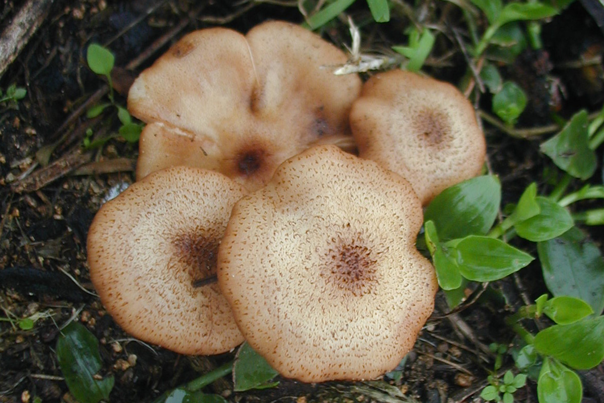 Armillaria-gallica