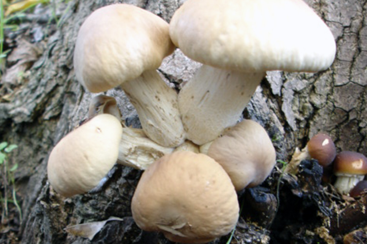 Agrocybe aegerita
