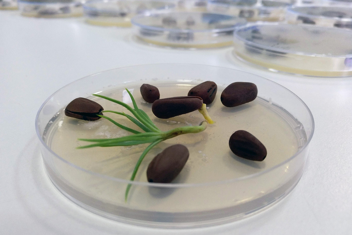 ensaios laboratoriais - projetos de germinação