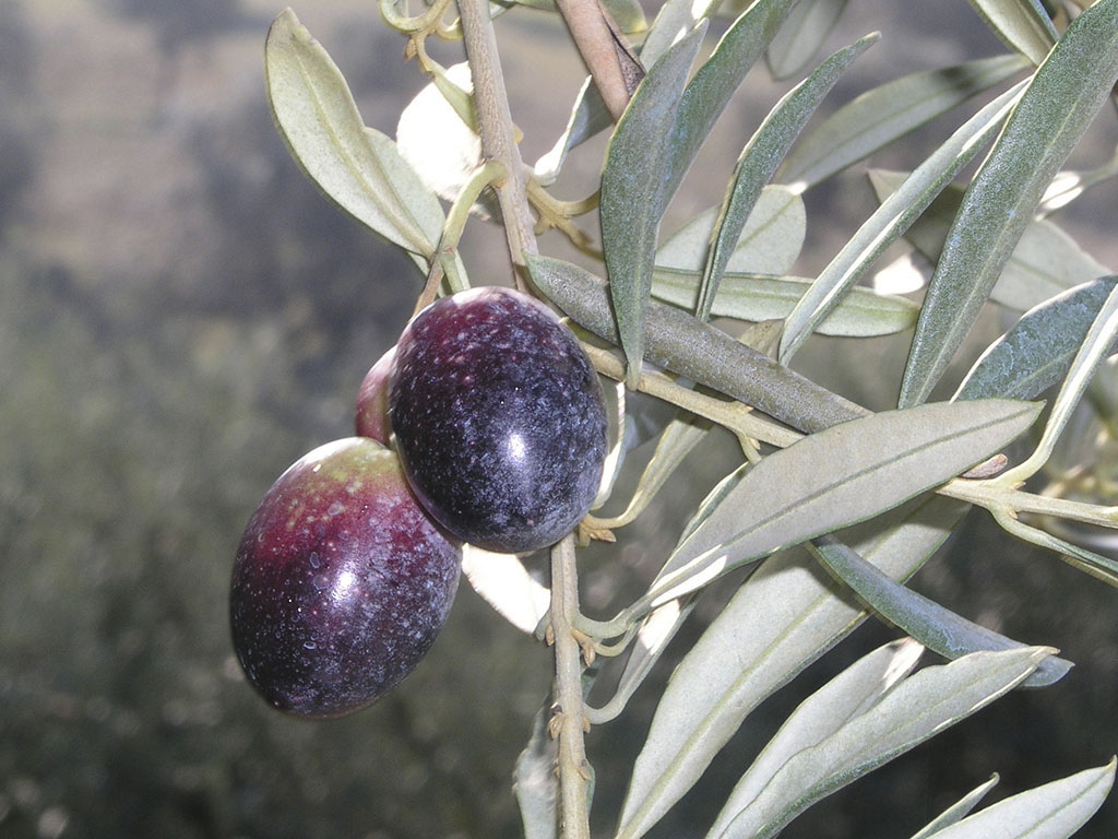 OLIVEIRAS