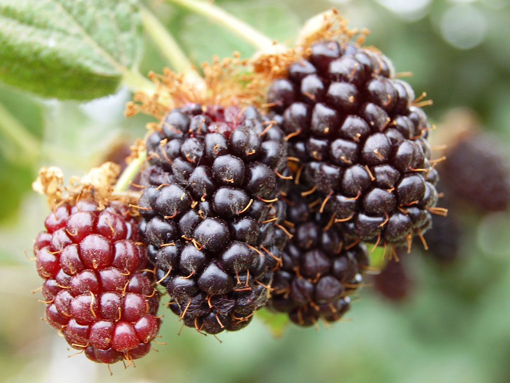 RUBUS ENDÉMICOS