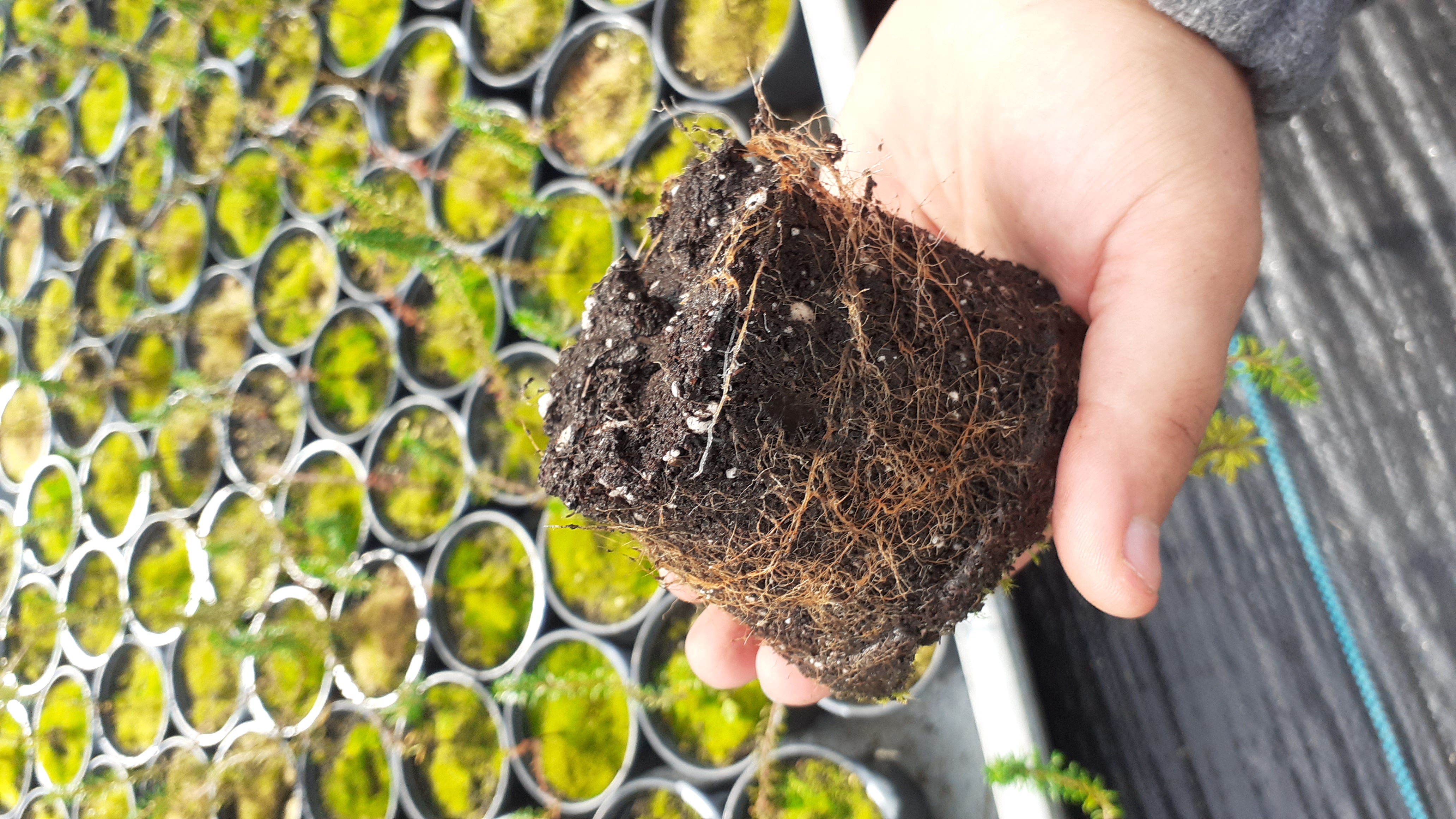 Plantas enraizadas Plantas enraizadas