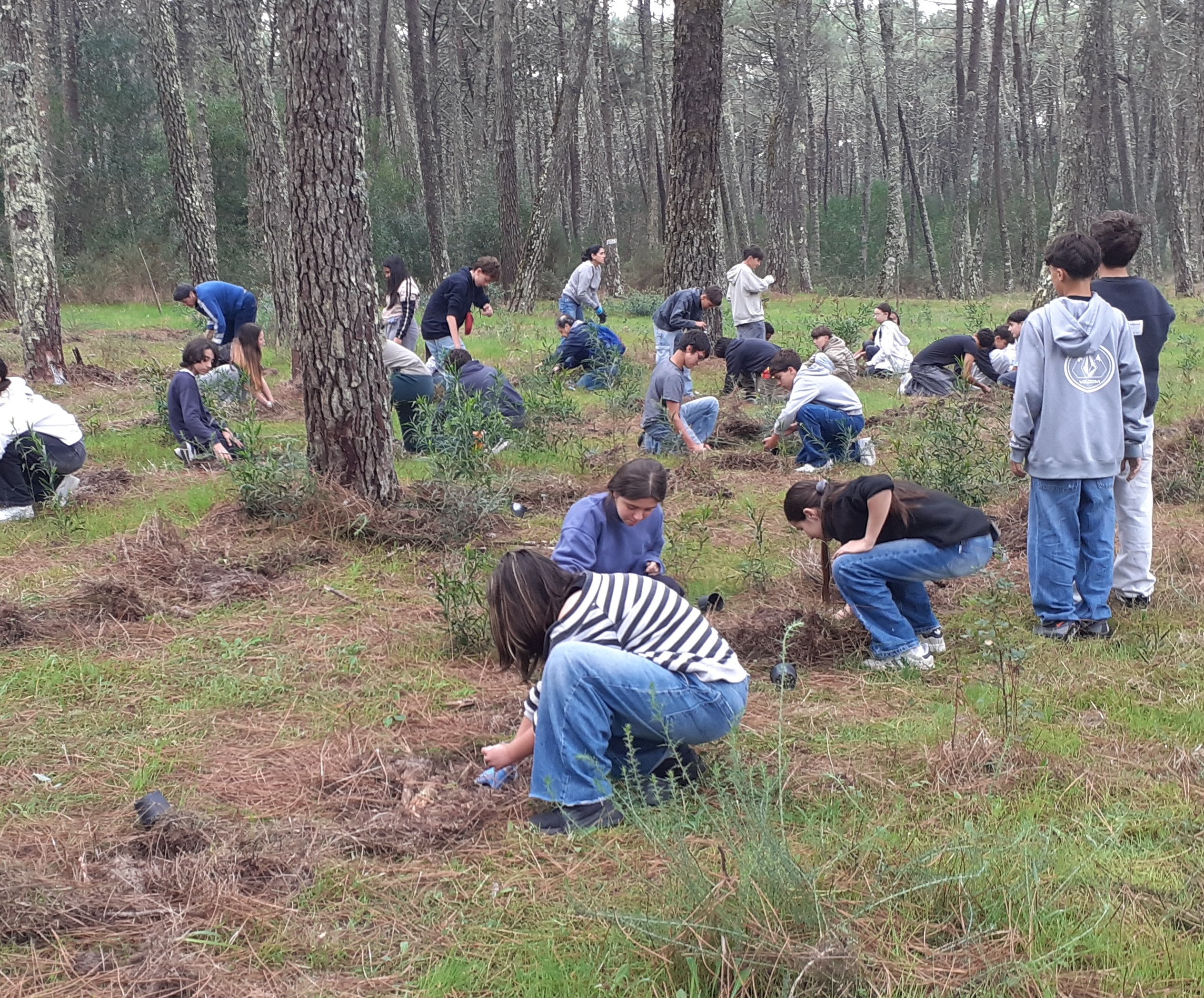 Plantação Camarido Plantação Camarido