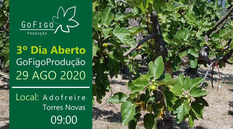 3º Dia Aberto - GoFigoProdução