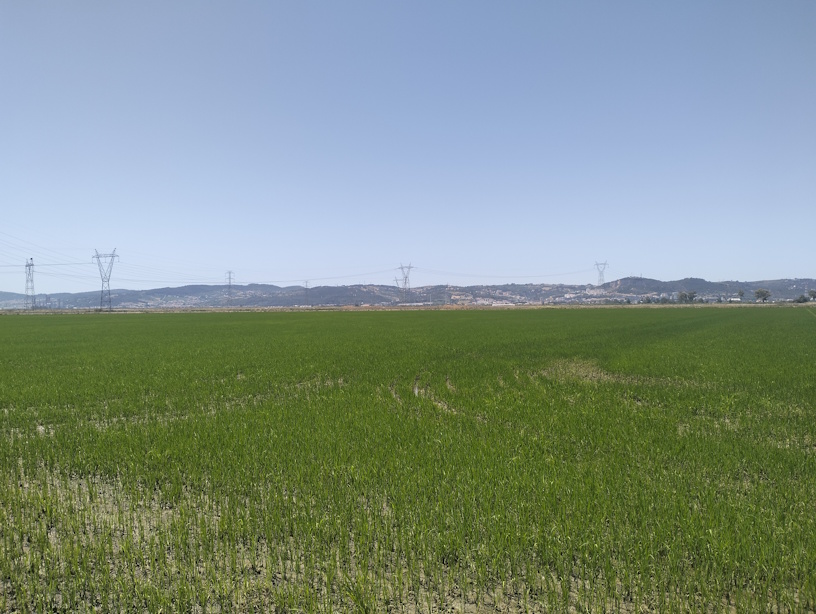projeto AGROSALT na Lezíria Grande de Vila Franca de Xira projeto AGROSALT na Lezíria Grande de Vila Franca de Xira