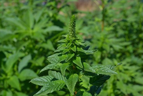 Nova espécie infestante identificada em Portugal: Amaranthus palmeri S. Watson (Amaranthaceae) . Planta invasora de culturas de Primavera
