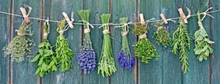 Estudo do INIAV e GPP sobre Plantas Aromaticas e Medicinais