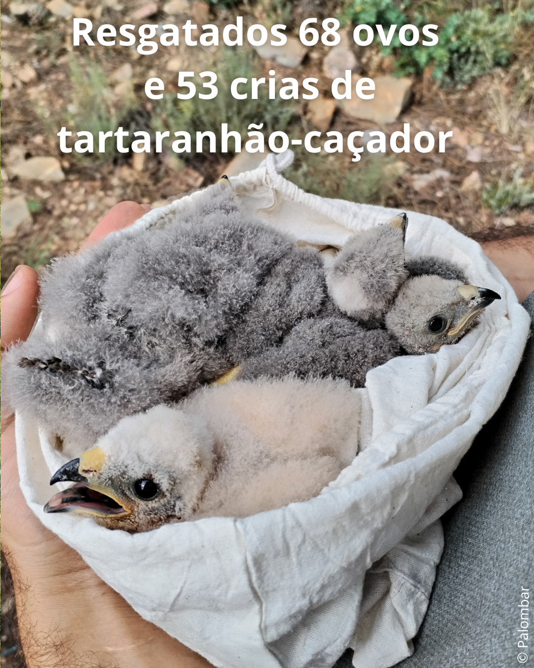 1 CI campanha 2025 suportes RS