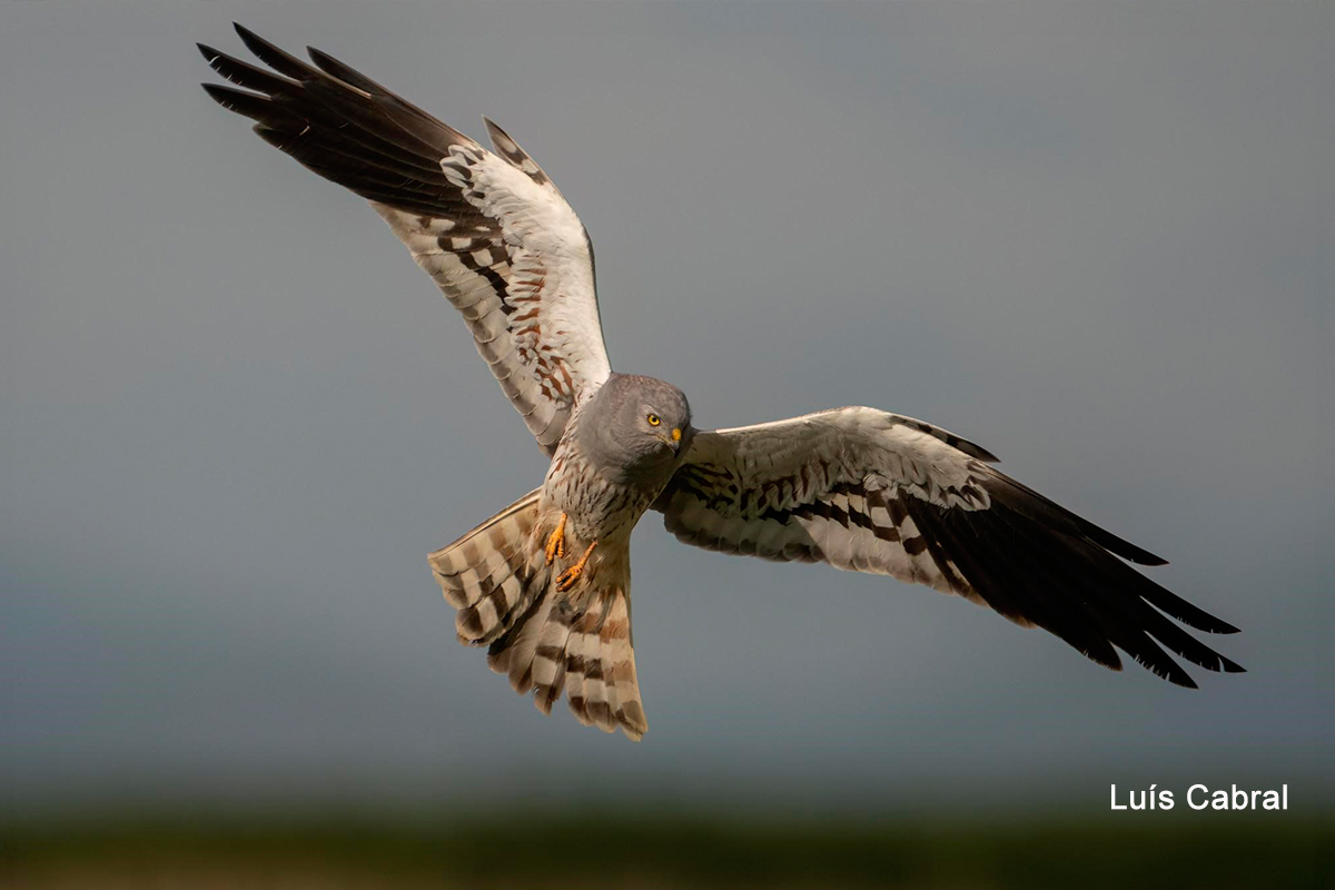 Tartaranhão-caçador macho. Fotografia Luís Cabral