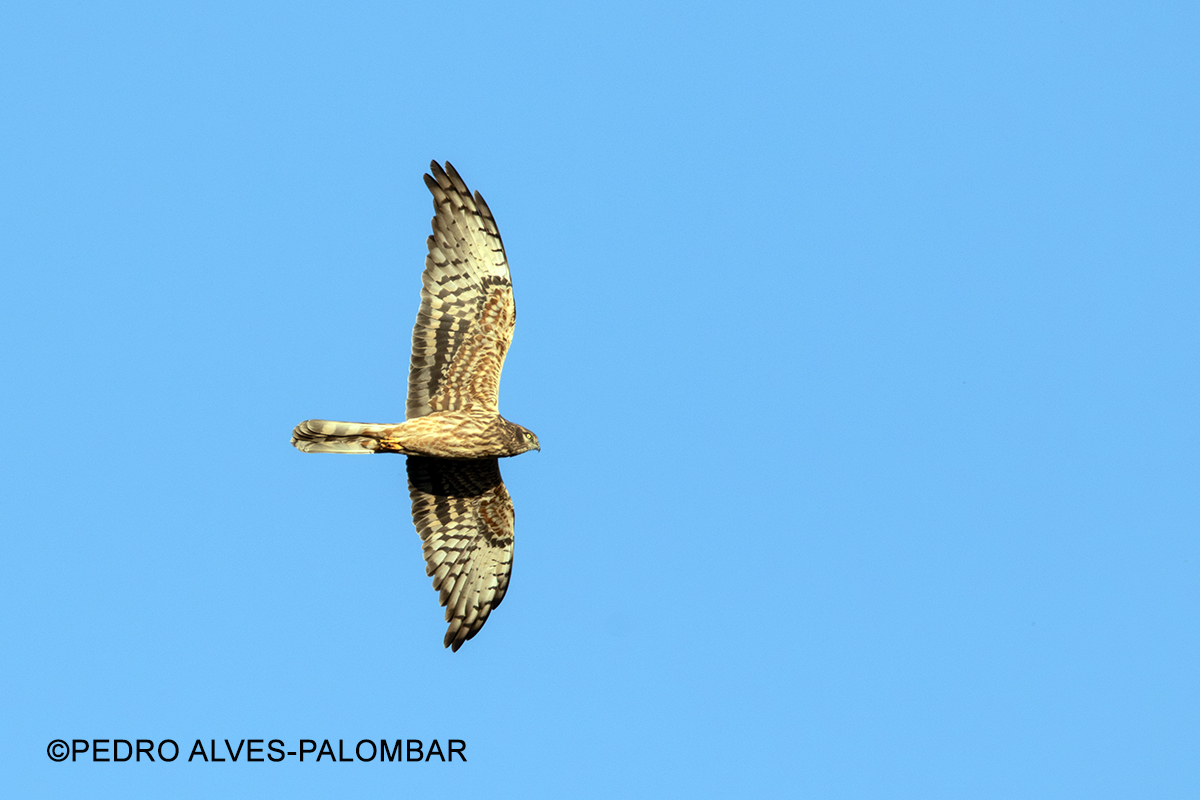 Tartaranhão cacador femea adulta foto Pedro Alves Palombar
