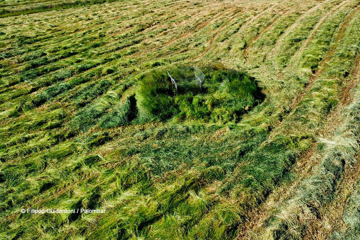 Ninho protegido num terreno agrícola. Fotografia Filippo Guidantoni/Palombar