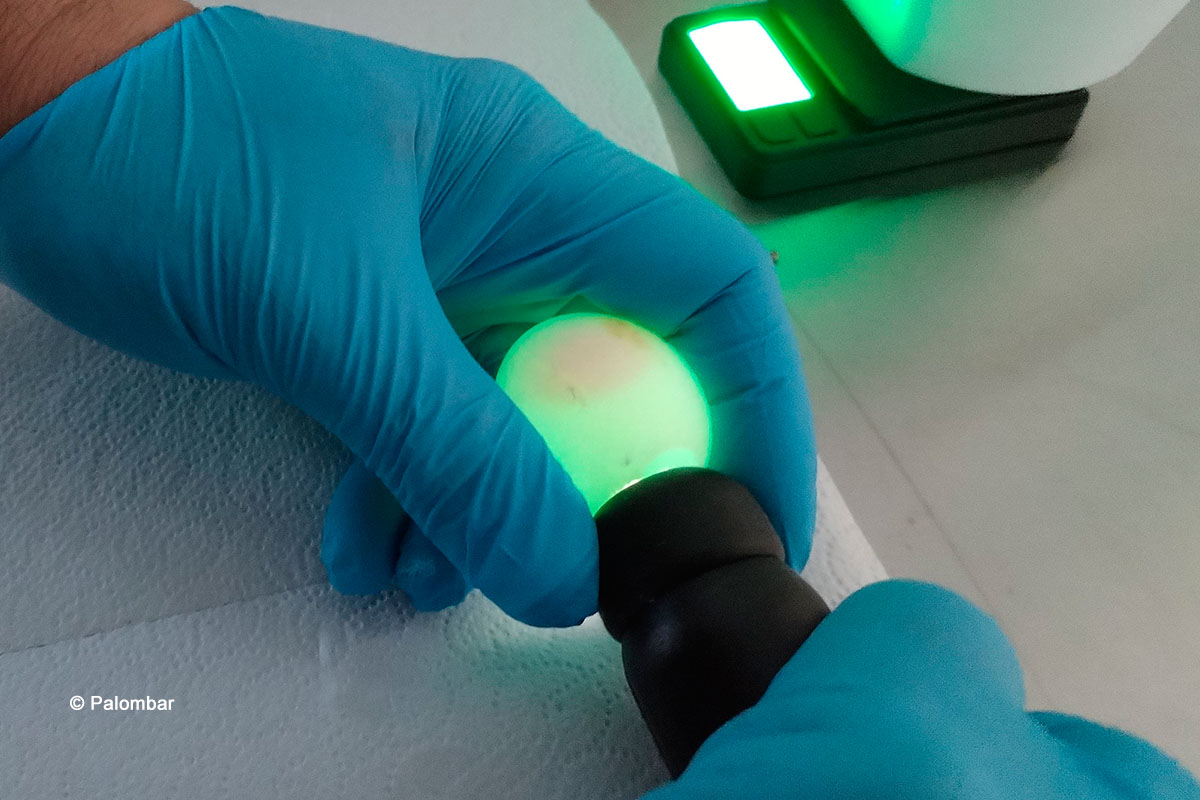 Ovo resgatado e avaliado através de ovoscopia no Centro de Recuperação de Animais Selvagens do Hospital Veterinário da Universidade de Trás-os-Montes e Alto Douro (CRAS-HV-UTAD), um dos centros para onde são levados os ovos resgatados. Fotografia Palombar.