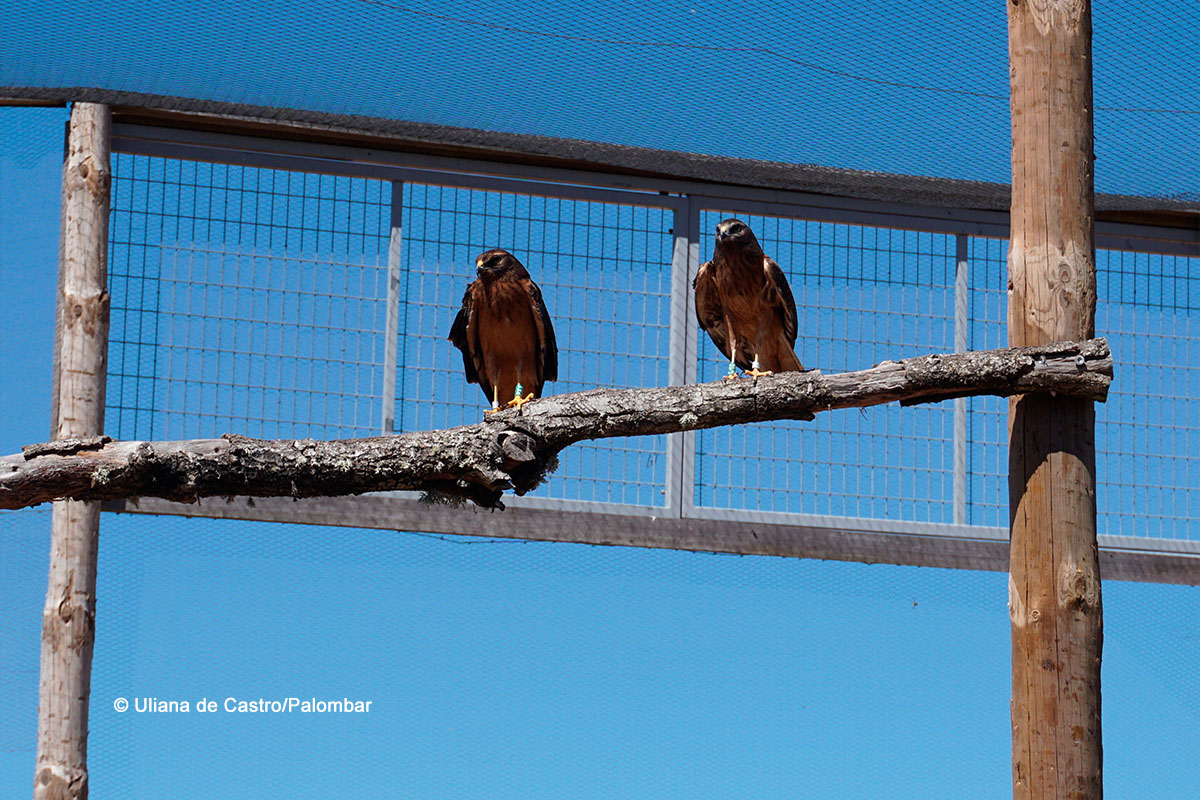 Juvenis na estação de aclimatação localizada no Planalto Mirandês. Fotografia Uliana de Castro/Palombar.
