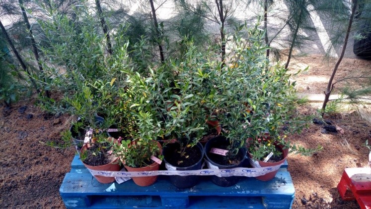Olea maderensis1