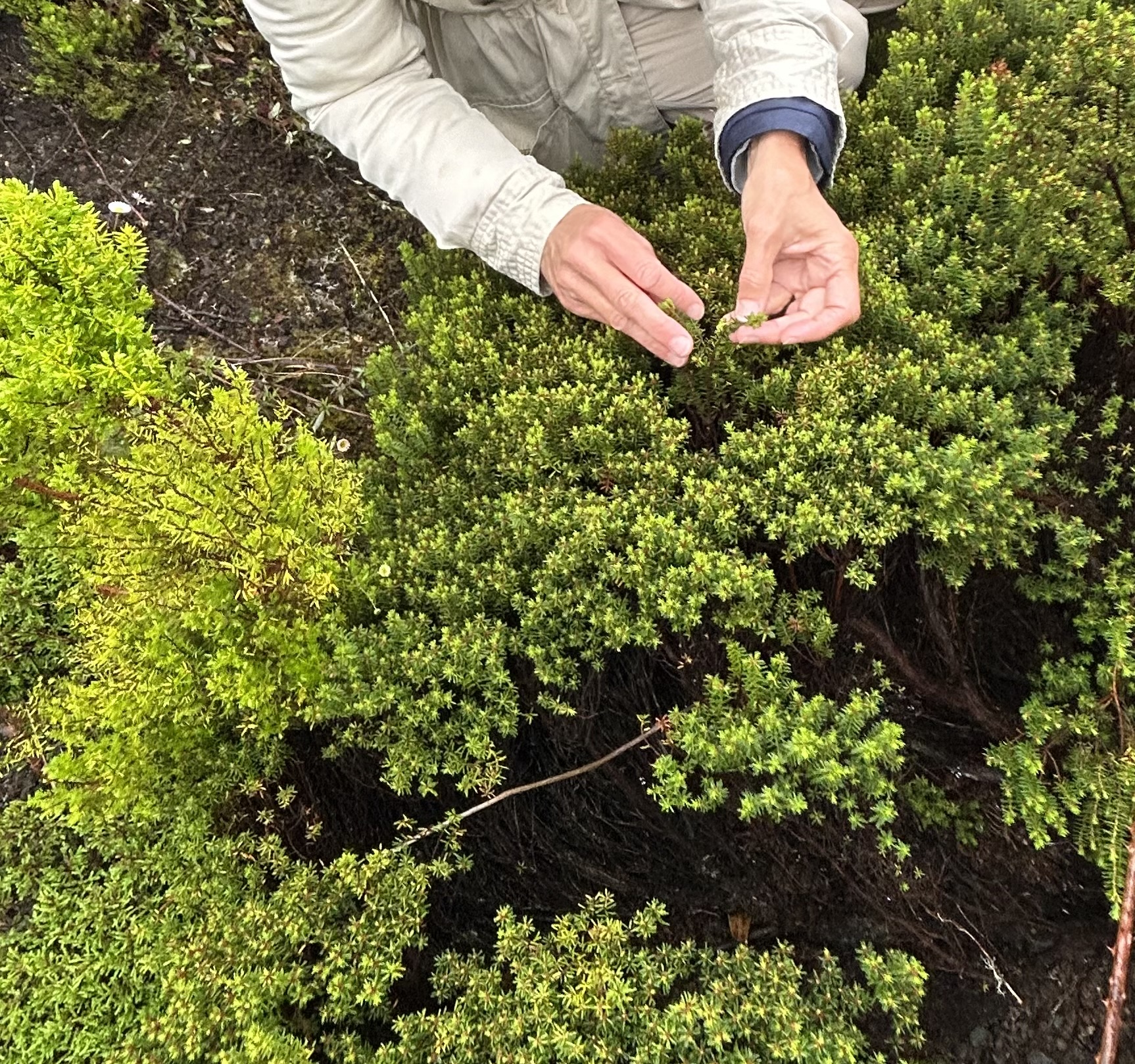 Projeto Emc2 celebrou o Dia Mundial da Biodiversidade com iniciativa na ilha Graciosa ‘À descoberta da Camarinha-dos-Açores’ Projeto Emc2 celebrou o Dia Mundial da Biodiversidade com iniciativa na ilha Graciosa ‘À descoberta da Camarinha-dos-Açores’