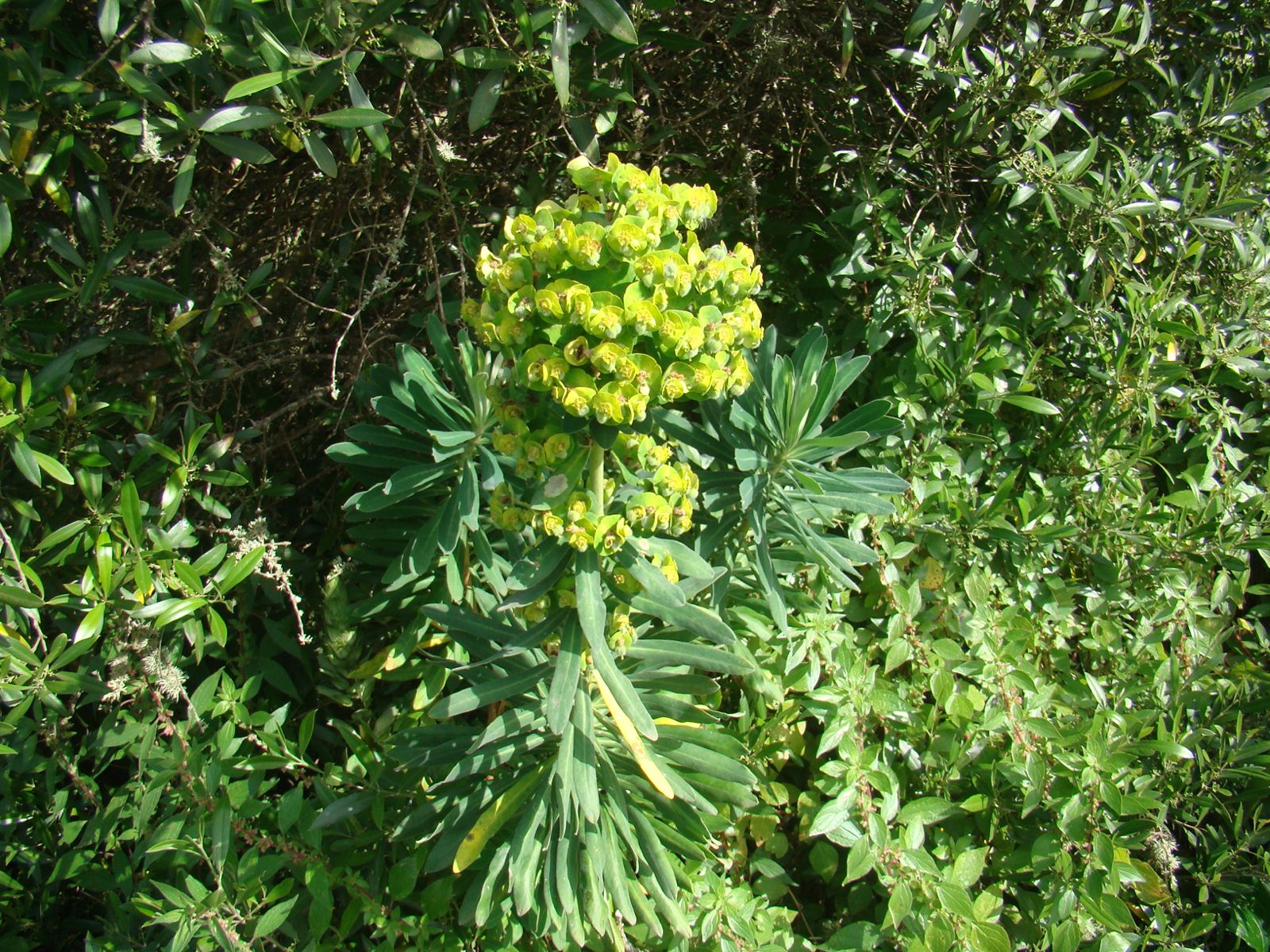 Planta nova para a Ciência descoberta no Sudoeste de Portugal: a "maleiteira-da-costa-vicentina" Planta nova para a Ciência descoberta no Sudoeste de Portugal: a "maleiteira-da-costa-vicentina"