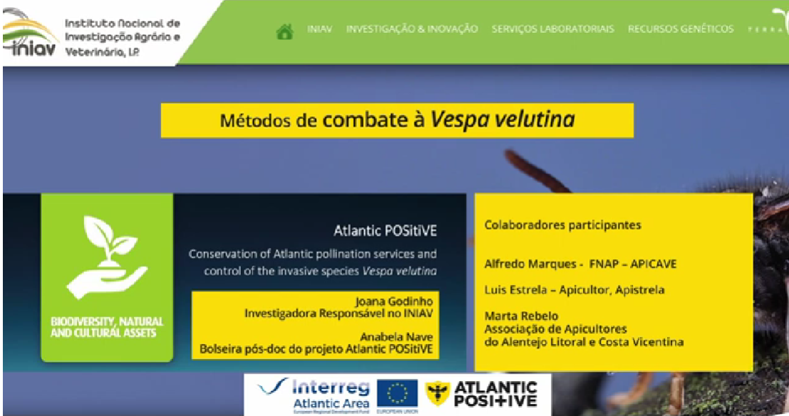 metodos de combate vespa velutina