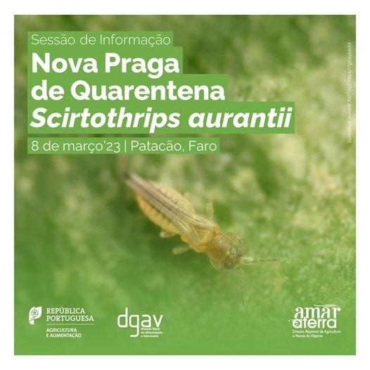 nova praga scirtothrips aurantii