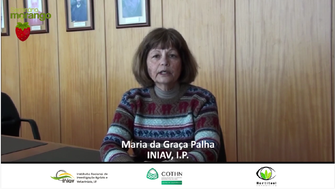 video seminario morango