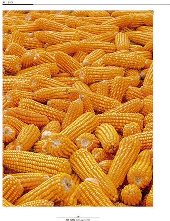 Estratégias de mitigação da incidência de micotoxinas durante o armazenamento do milho