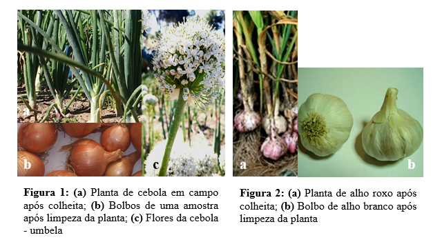 conservacao de recursos geneticos de horticolas1