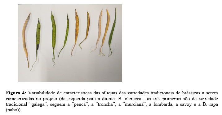 conservacao de recursos geneticos de horticolas3