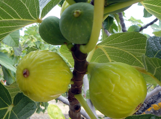 Figos da cultivar "Pingo de mel"