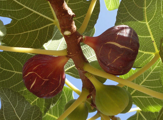 Figos da cultivar 