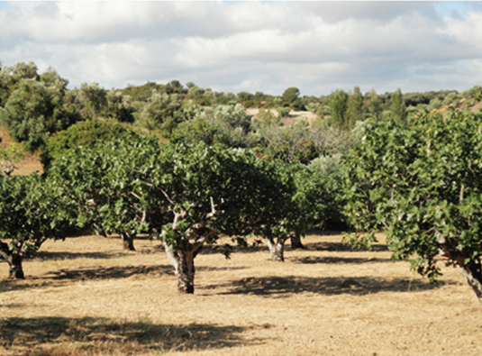 Figueiral tradicional da cultivar "Preto de Torres Novas", em sequeiro