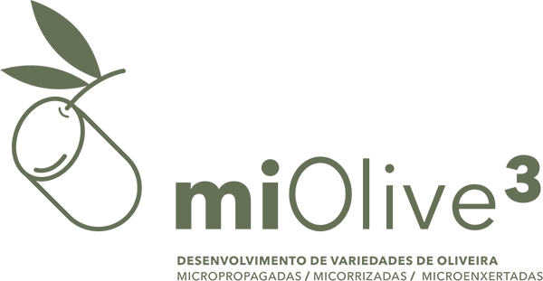 MiOlive3 - Variedades de oliveira micropropagadas, ... Imagem 1