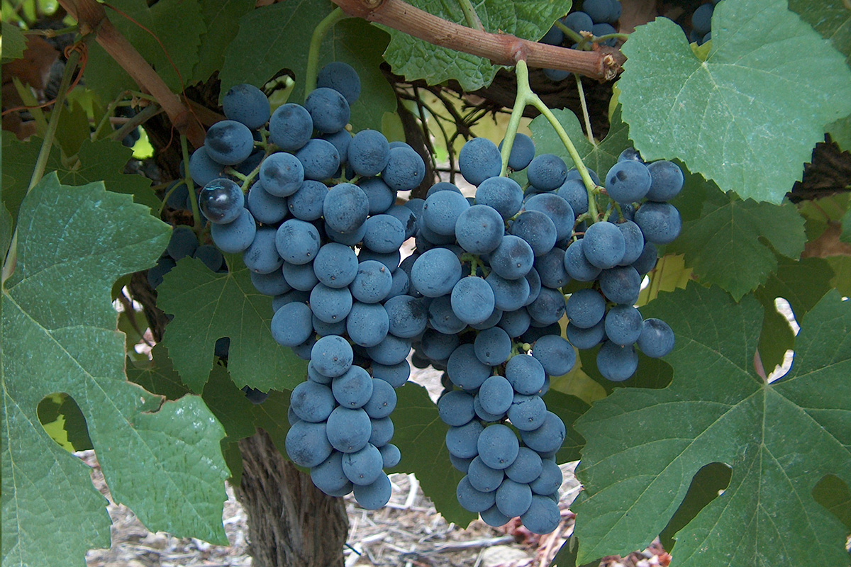 Touriga Nacional cacho Image