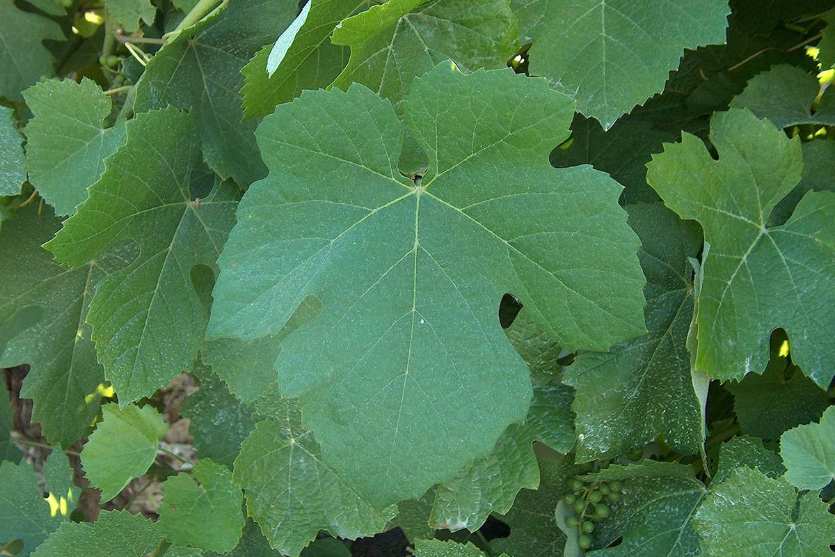 Touriga Nacional folha Image