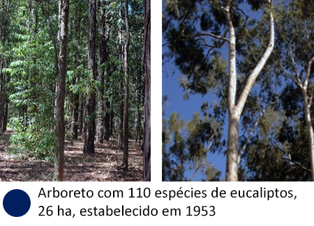 Arboreto com 110 espécies de eucaliptos, 26 ha, estabelecido em 1953