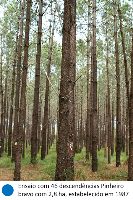 Ensaio com 46 descendências Pinheiro bravo com 2,8 ha, estabelecido em1987