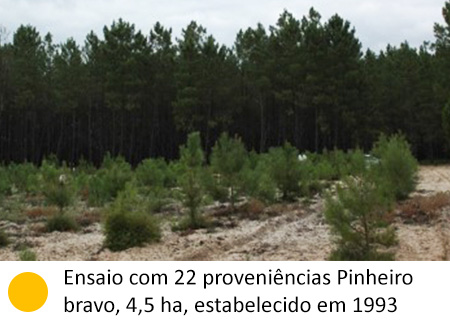 Ensaio com 22 proveniências Pinheiro bravo, 4,5 ha, estabelecido em1993