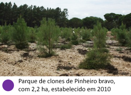 Parque de clones de Pinheiro bravo, com 2,2 ha, estabelecido em 2010