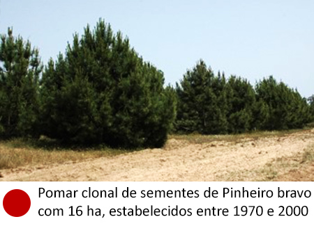 Pomar clonal de sementes de Pinheiro bravo, com 16 ha, estabelecidos entre 1970 e 2000