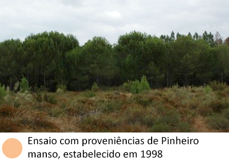 Ensaio com proveniências de Pinheiro manso, estabelecido em 1998