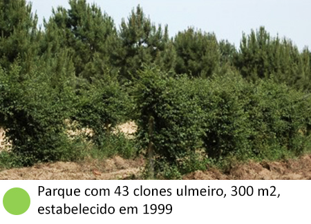 Parque com 43 clones ulmeiro, 300 m2, estabelecido em 1999