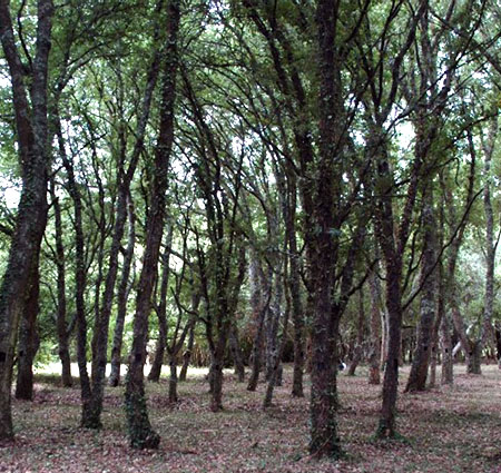 Híbridos Q. cerris x suber - Mata Nacional do Vimeiro, estabelecido em 1970 Híbridos Q. cerris x suber - Mata Nacional do Vimeiro, estabelecido em 1970