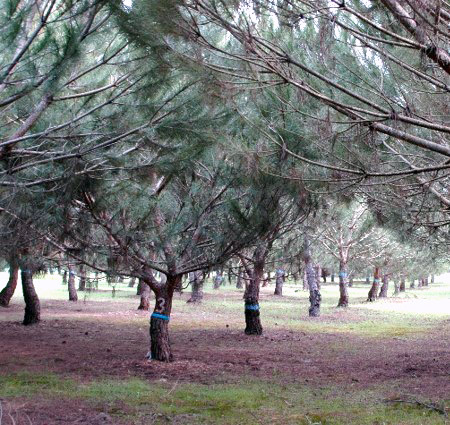 Pomar Clonal - Associação de Produtores Florestais de Coruche, Quinta Grande, Coruche Pomar Clonal - Associação de Produtores Florestais de Coruche