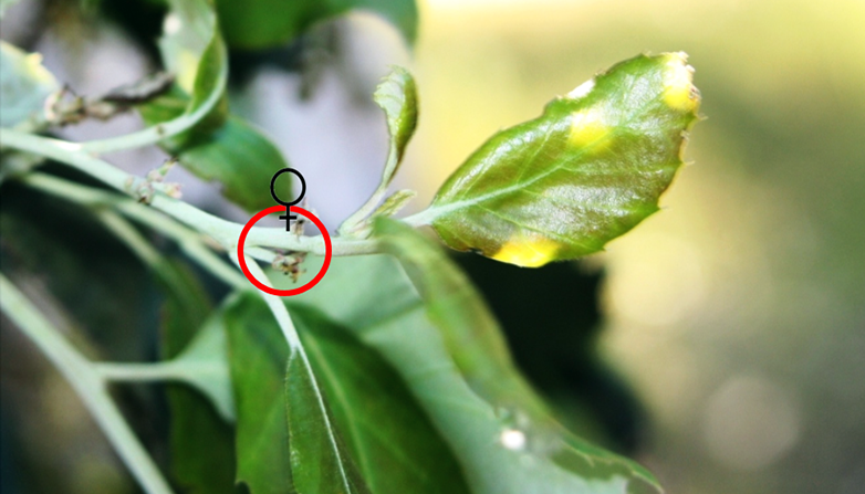 sobreiro in-situ - femea