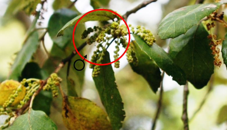 sobreiro in-situ - macho