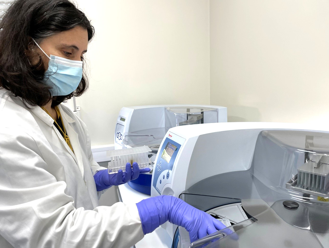 Extração de ácidos nucleicos virais no Laboratório de Virologia do INIAV Culex é um gênero de mosquito, que engloba mais de 300 espécies e é vulgarmente conhecido por pernilongo